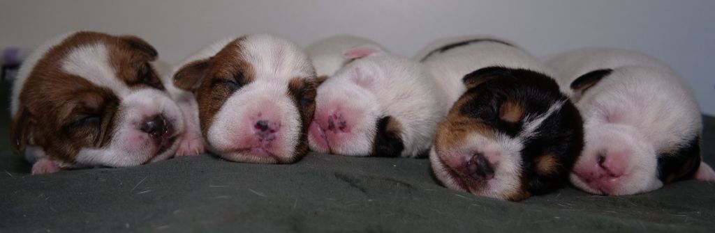 De L'airial De Laguloup - Les chiots sont nés !