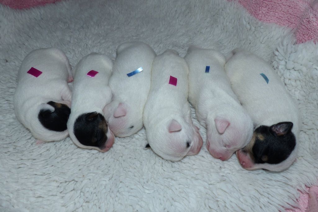 De L'airial De Laguloup - Les bébés grandissent bien ! Déjà 6 jours !!