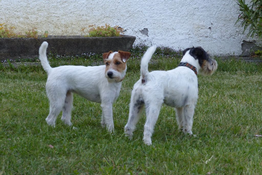 De L'airial De Laguloup - Dog Show International d'Irun ( Espagne )