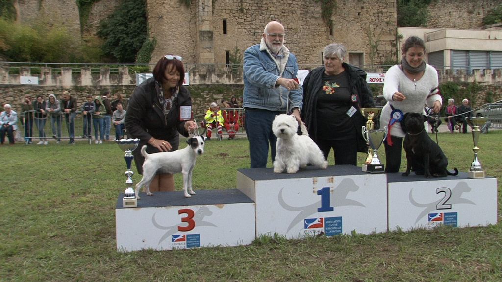 De L'airial De Laguloup - National dog show de Langon