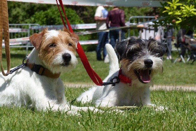 De L'airial De Laguloup - Dog show Libourne 15/06/2016