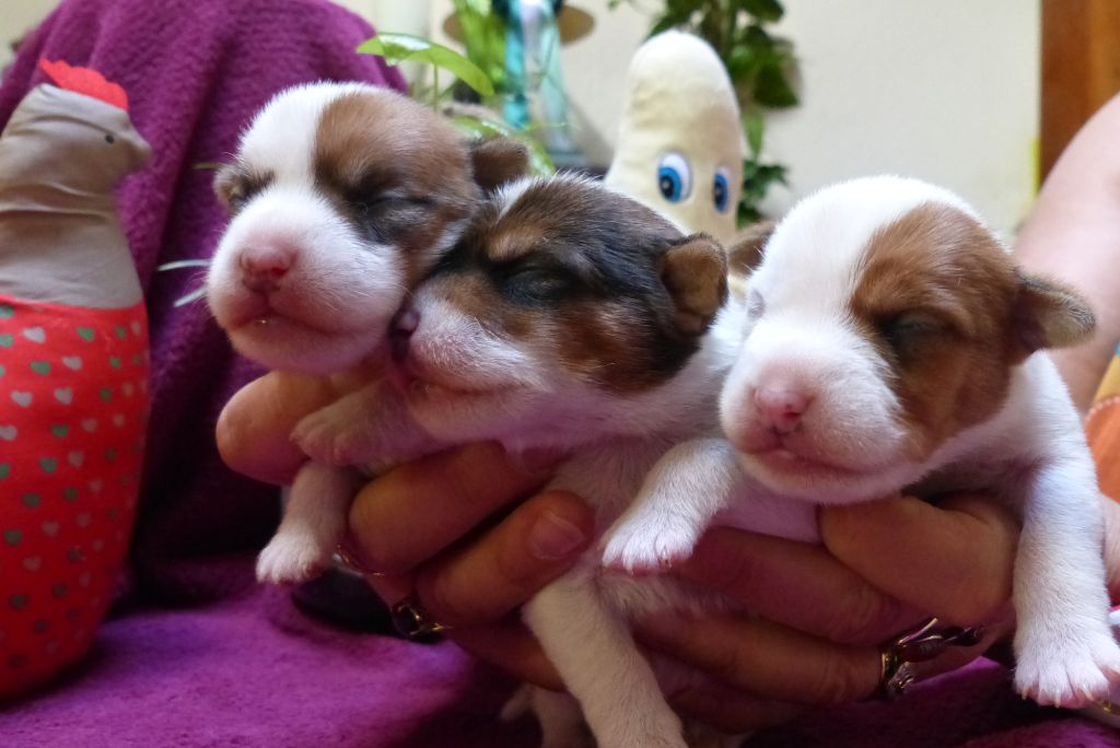 De L'airial De Laguloup - Les bébés sont arrivés !