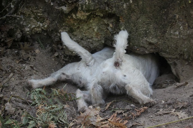 De L'airial De Laguloup - Les terriers en action !