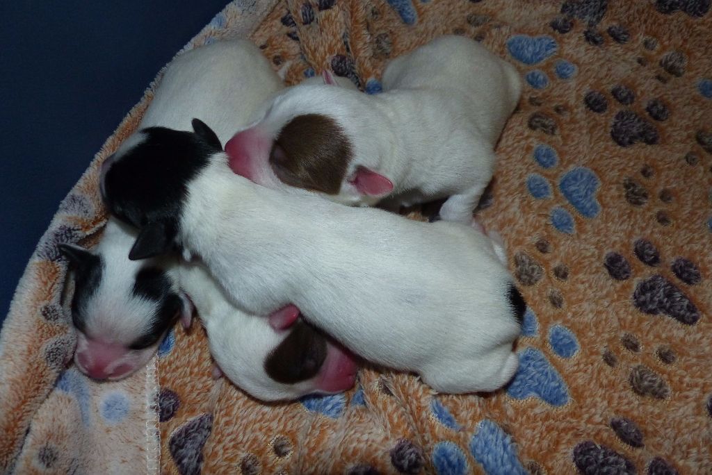 De L'airial De Laguloup - Bébés Parson Russell Terrier