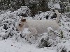  - La neige à l'Airial de Laguloup...