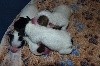  - Bébés Parson Russell Terrier