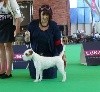  - World Dog Show 2018 Amsterdam