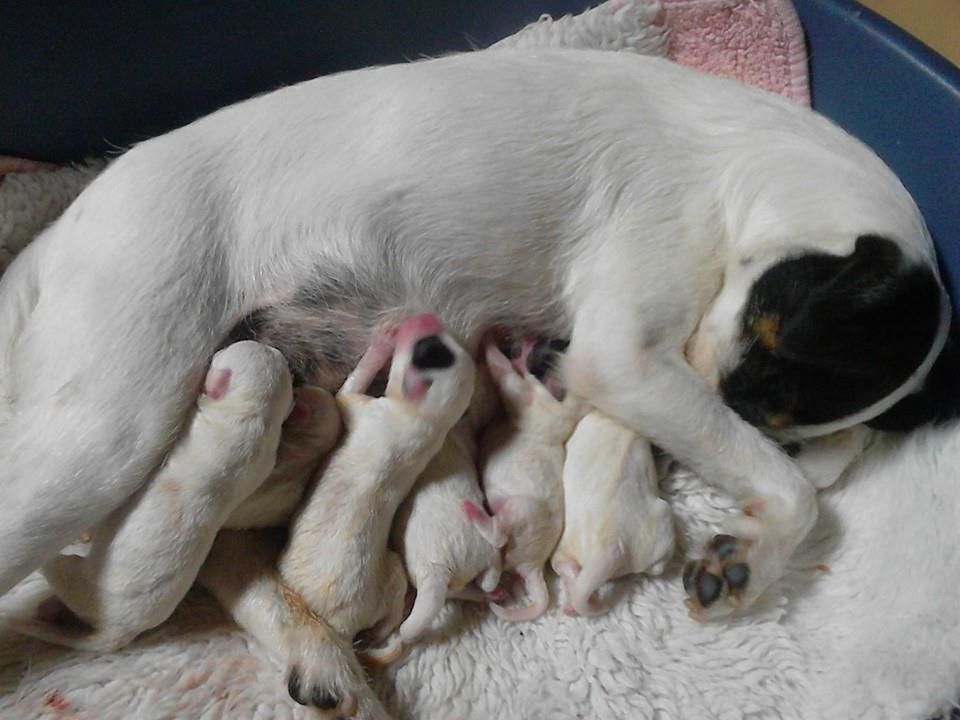 De L'airial De Laguloup - Les bébés de Gipsy sont arrivés !!