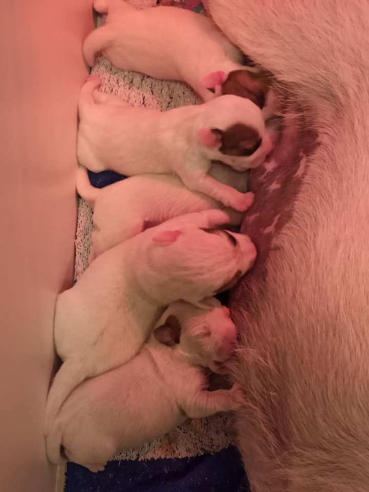 De L'airial De Laguloup - Les bébés grandissent bien !