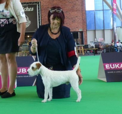 De L'airial De Laguloup - World Dog Show 2018 Amsterdam