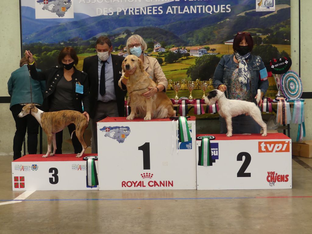 De L'airial De Laguloup - National Dog Show d'Hasparen