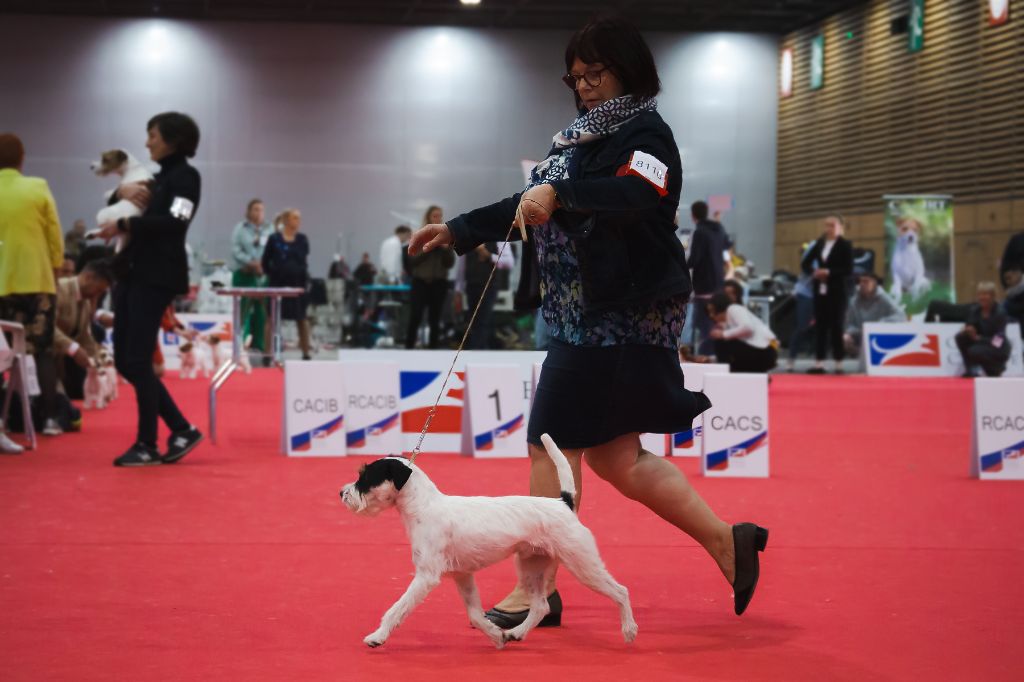 CH. Heaven de l'airial de laguloup of nock river's vom schwarzwal poland