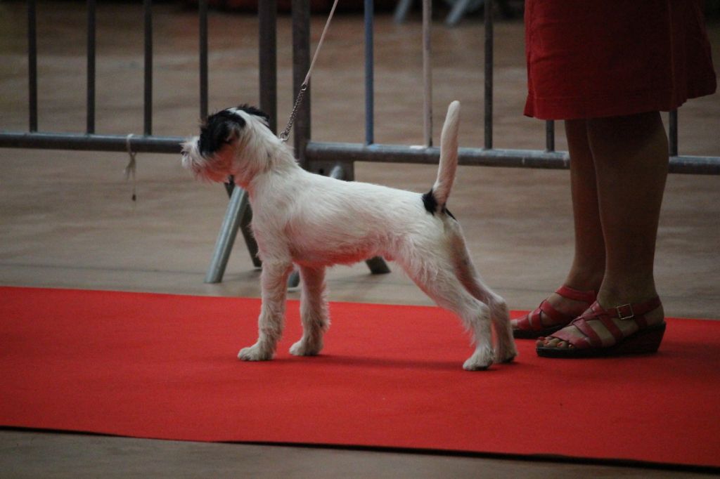 CH. Heaven de l'airial de laguloup of nock river's vom schwarzwal poland