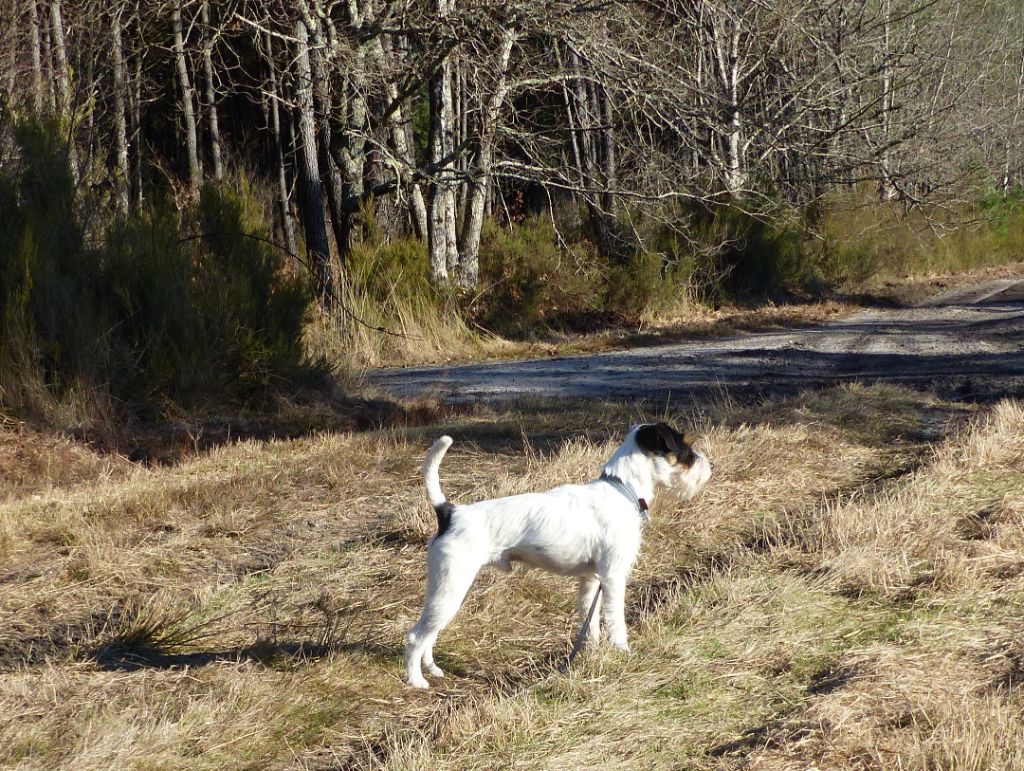 CH. Heaven de l'airial de laguloup of nock river's vom schwarzwal poland