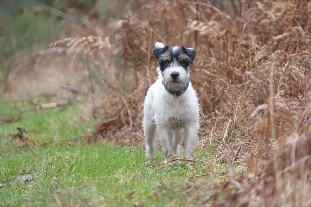 CH. Heaven de l'airial de laguloup of nock river's vom schwarzwal poland