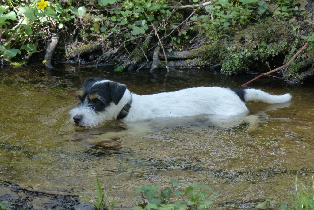 CH. Heaven de l'airial de laguloup of nock river's vom schwarzwal poland