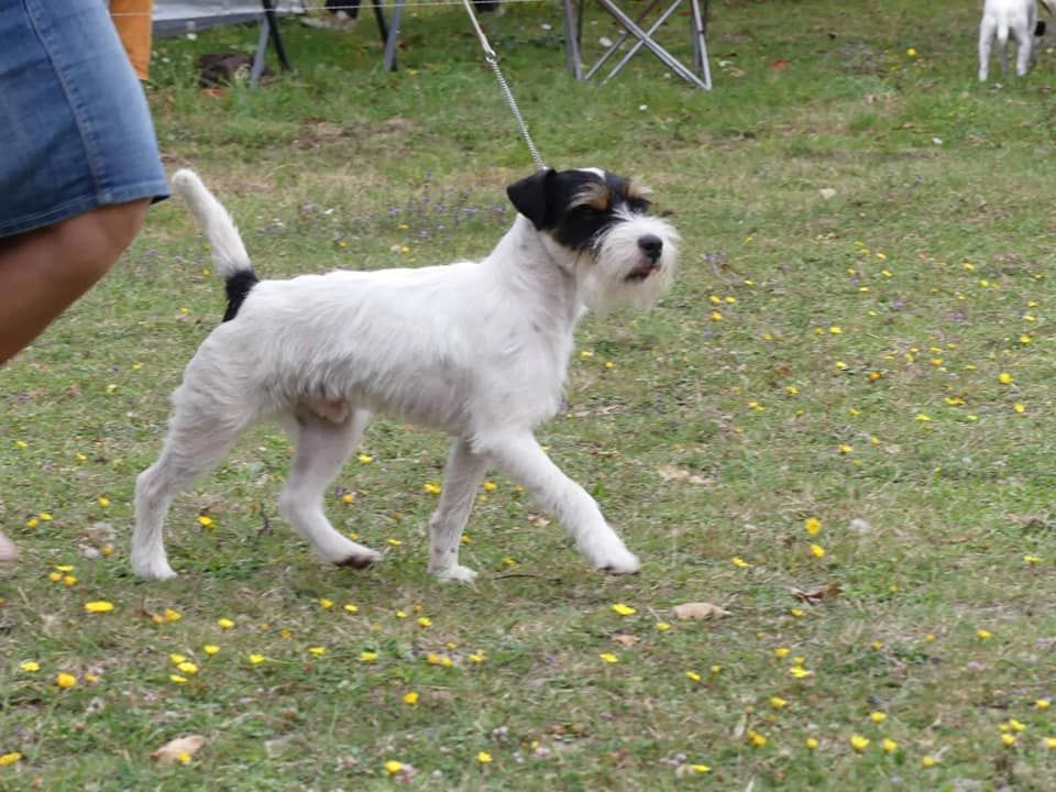 CH. Heaven de l'airial de laguloup of nock river's vom schwarzwal poland