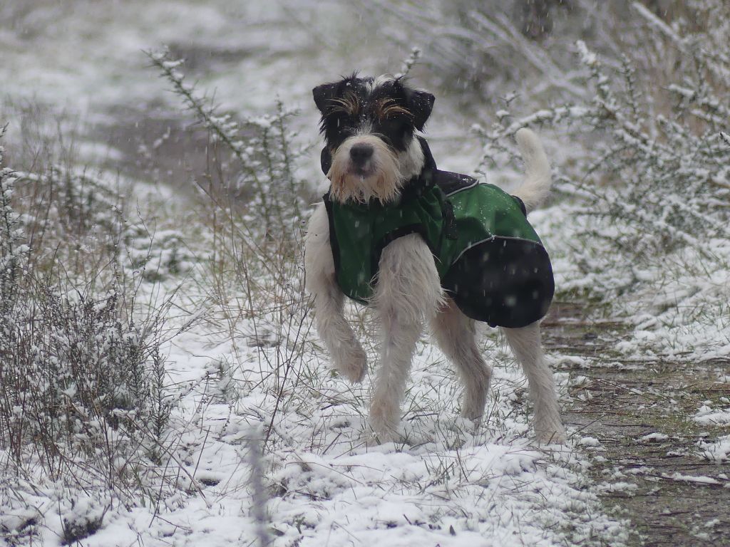 CH. Heaven de l'airial de laguloup of nock river's vom schwarzwal poland