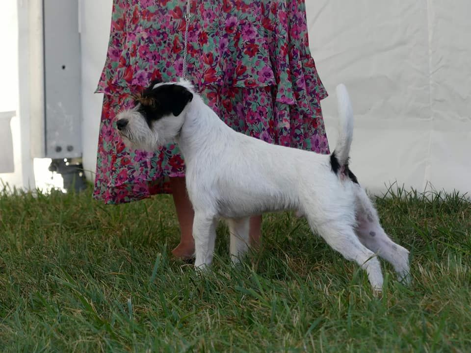 CH. Heaven de l'airial de laguloup of nock river's vom schwarzwal poland