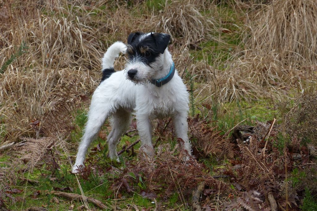 CH. Heaven de l'airial de laguloup of nock river's vom schwarzwal poland