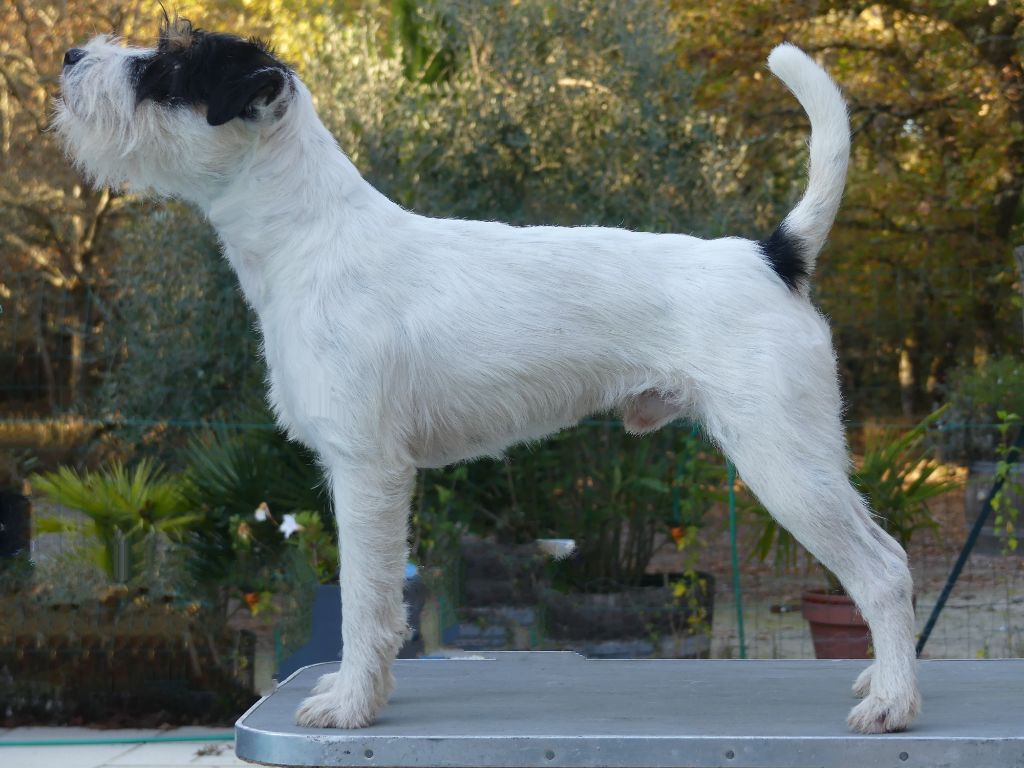 CH. Heaven de l'airial de laguloup of nock river's vom schwarzwal poland