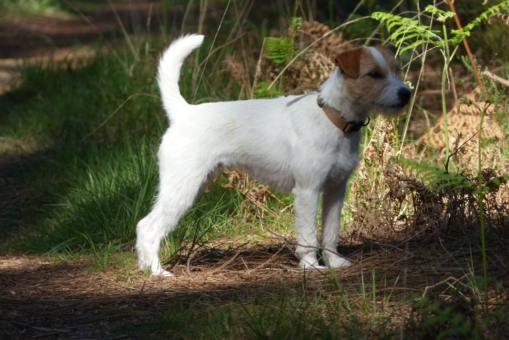 CH. Pearl dream De L'airial De Laguloup