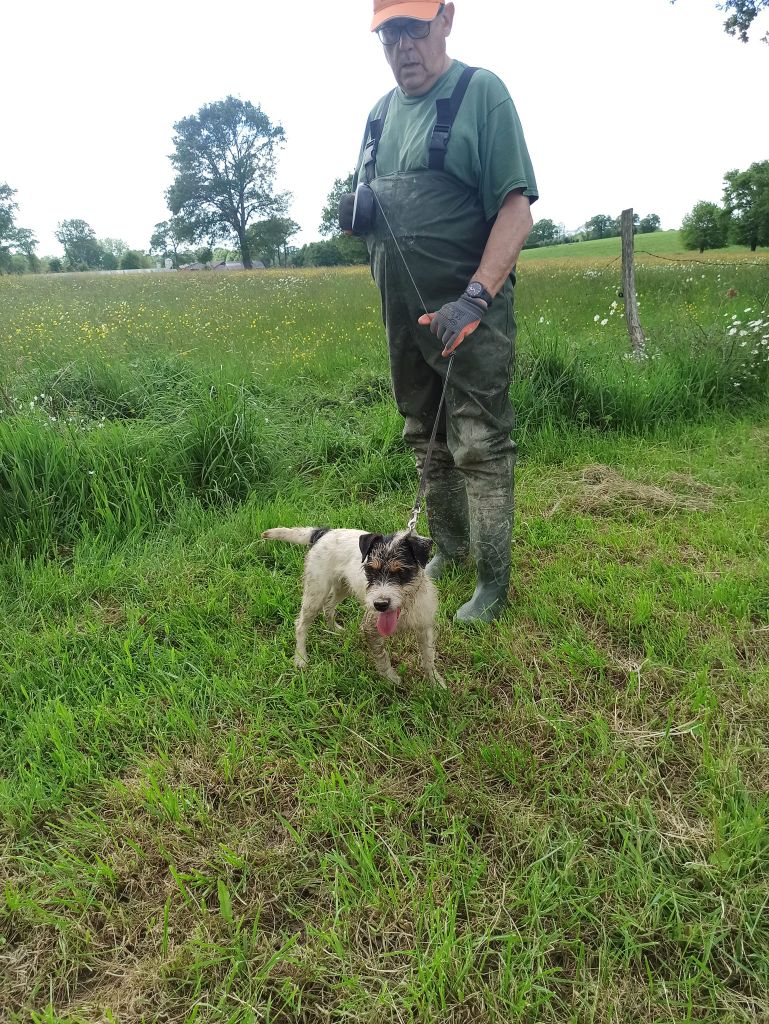 CH. Heaven de l'airial de laguloup of nock river's vom schwarzwal poland