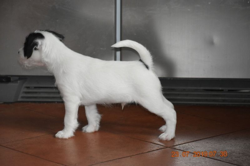 CH. Heaven de l'airial de laguloup of nock river's vom schwarzwal poland