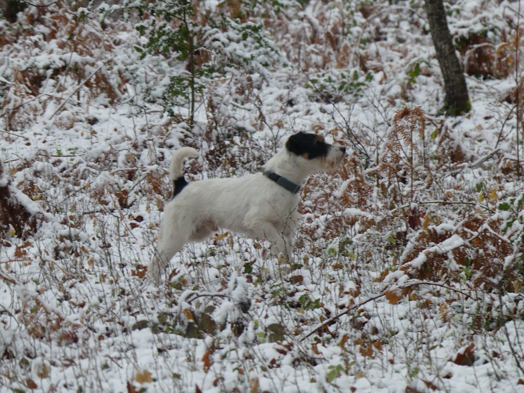 CH. Heaven de l'airial de laguloup of nock river's vom schwarzwal poland