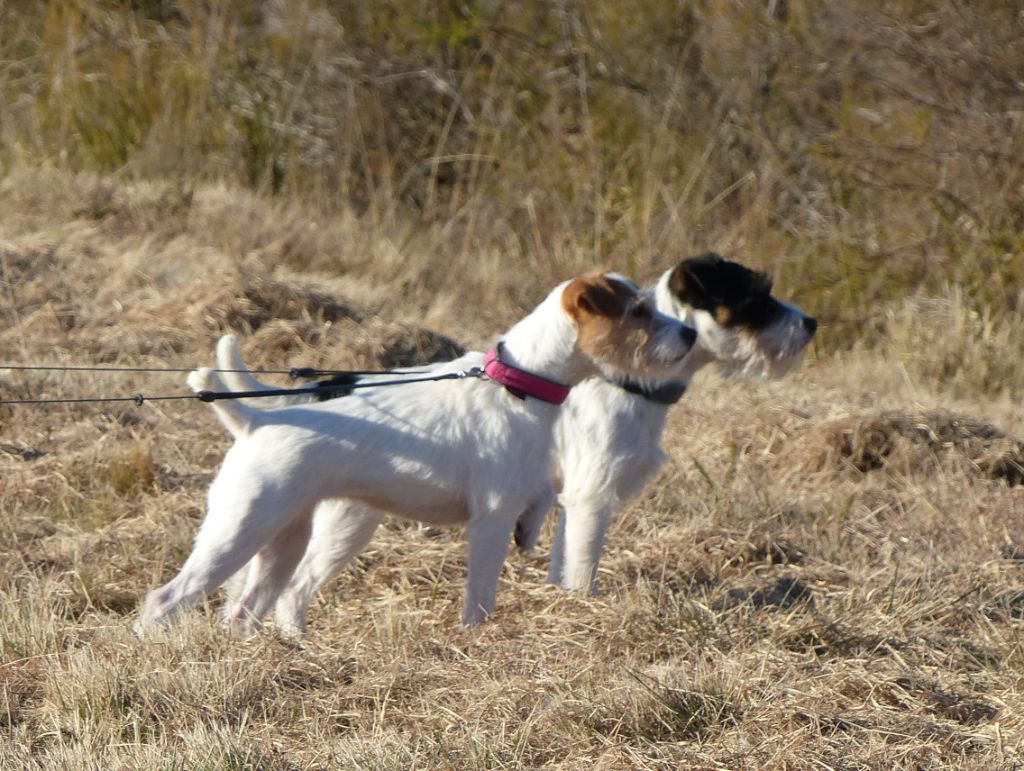 CH. Pearl dream De L'airial De Laguloup