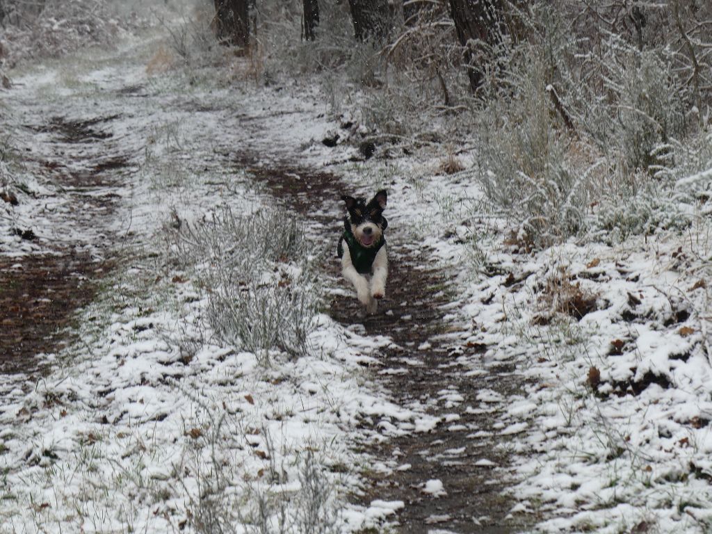 CH. Heaven de l'airial de laguloup of nock river's vom schwarzwal poland