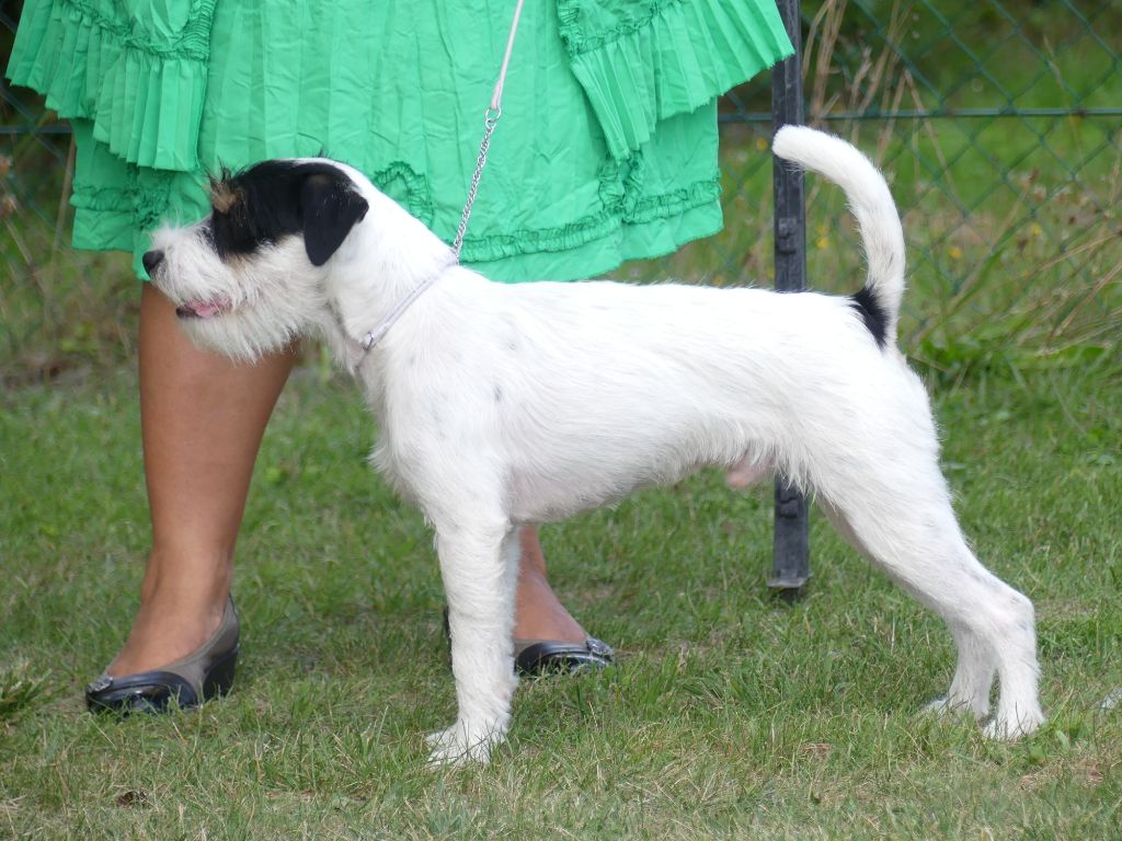 CH. Heaven de l'airial de laguloup of nock river's vom schwarzwal poland