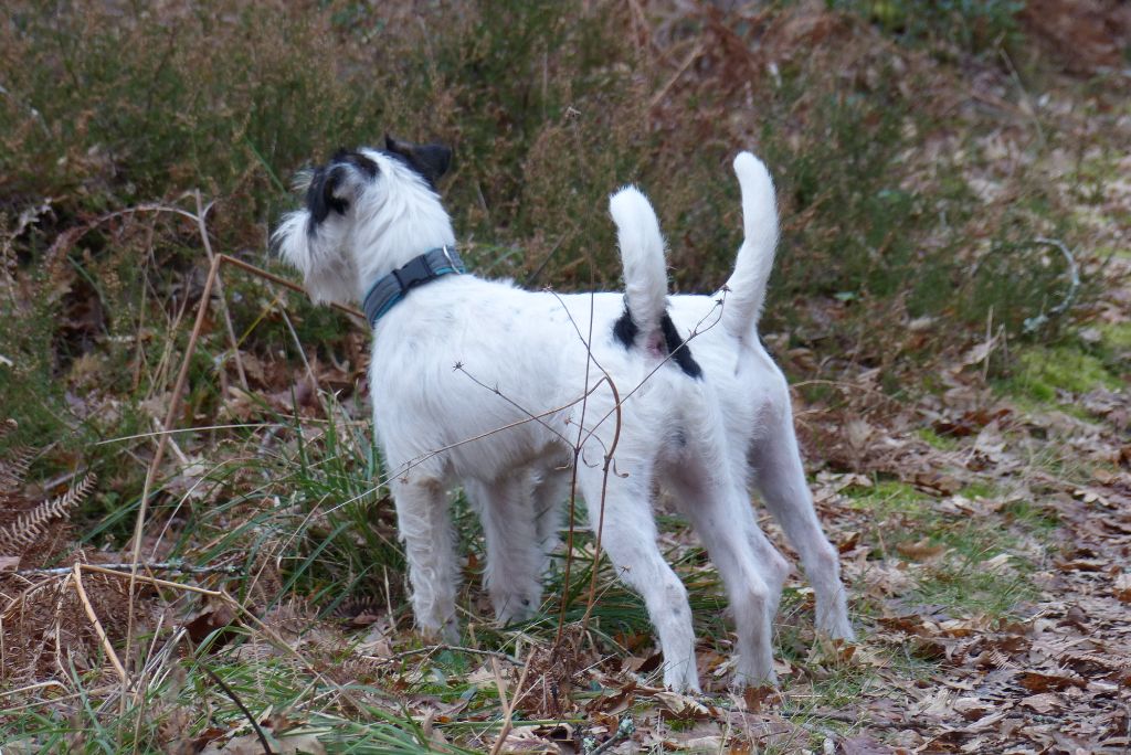 CH. Heaven de l'airial de laguloup of nock river's vom schwarzwal poland