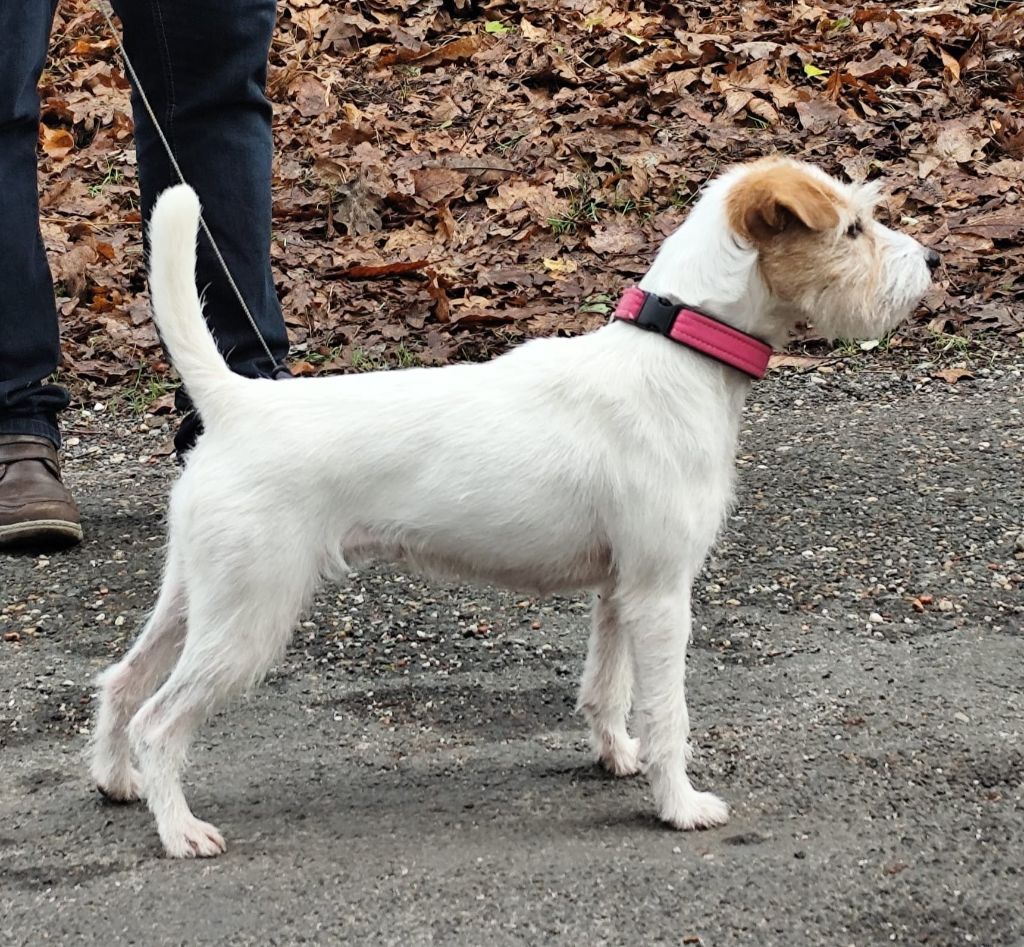 CH. Pearl dream De L'airial De Laguloup