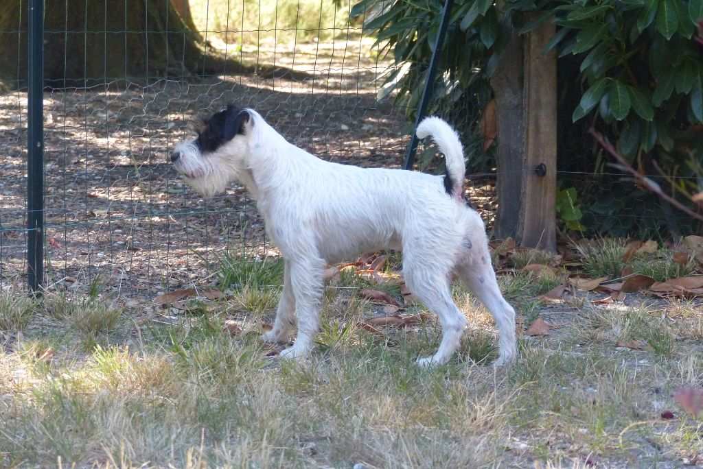 CH. Heaven de l'airial de laguloup of nock river's vom schwarzwal poland