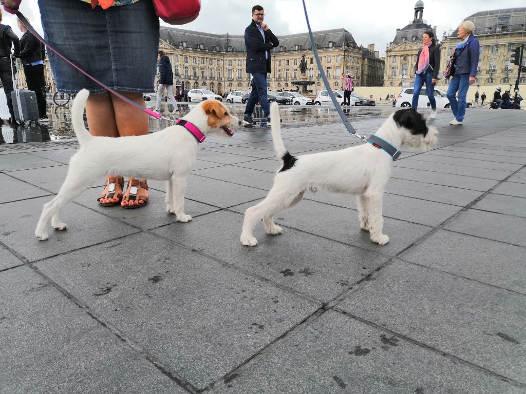 CH. Heaven de l'airial de laguloup of nock river's vom schwarzwal poland