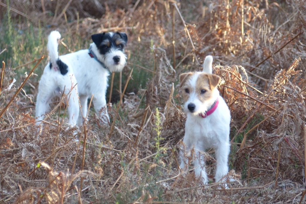 CH. Heaven de l'airial de laguloup of nock river's vom schwarzwal poland