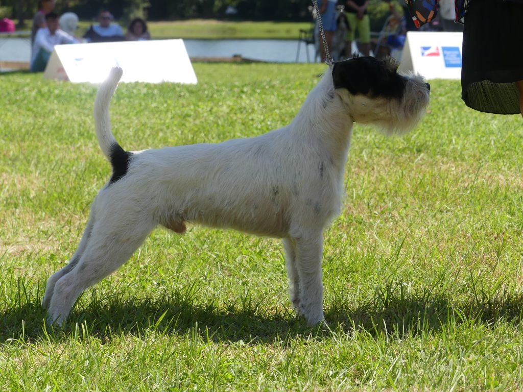 CH. Heaven de l'airial de laguloup of nock river's vom schwarzwal poland