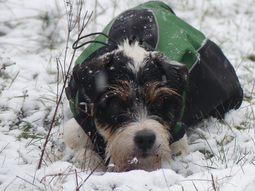 CH. Heaven de l'airial de laguloup of nock river's vom schwarzwal poland