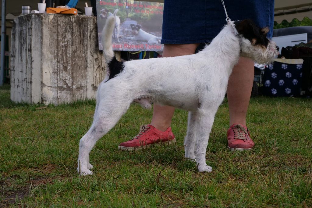 CH. Heaven de l'airial de laguloup of nock river's vom schwarzwal poland