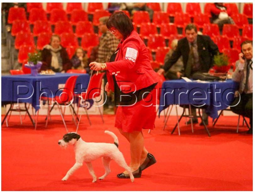 CH. Heaven de l'airial de laguloup of nock river's vom schwarzwal poland