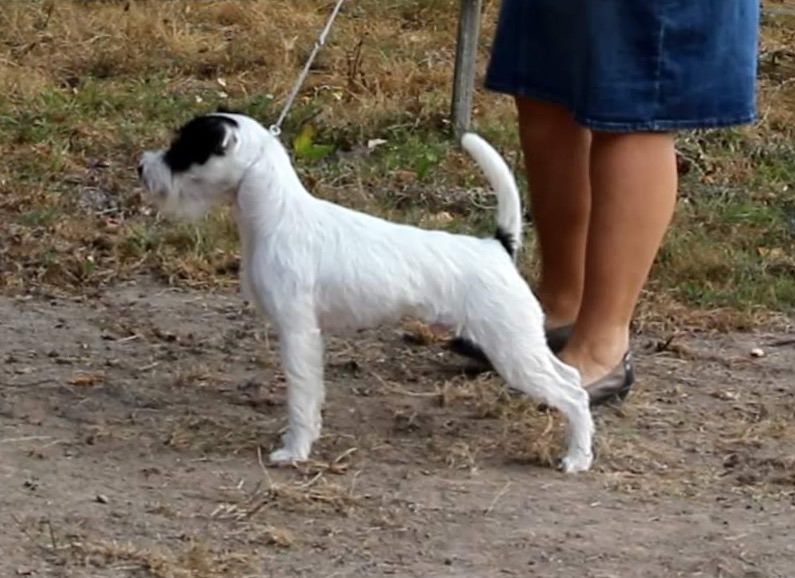 CH. Heaven de l'airial de laguloup of nock river's vom schwarzwal poland