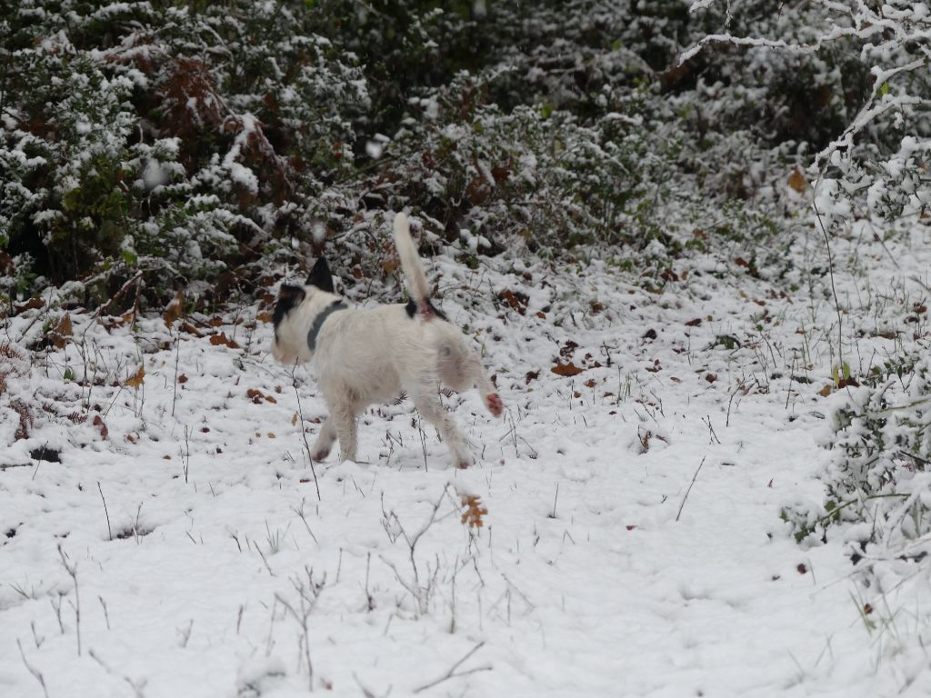 CH. Heaven de l'airial de laguloup of nock river's vom schwarzwal poland