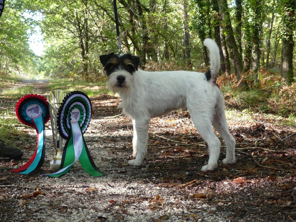 CH. Heaven de l'airial de laguloup of nock river's vom schwarzwal poland