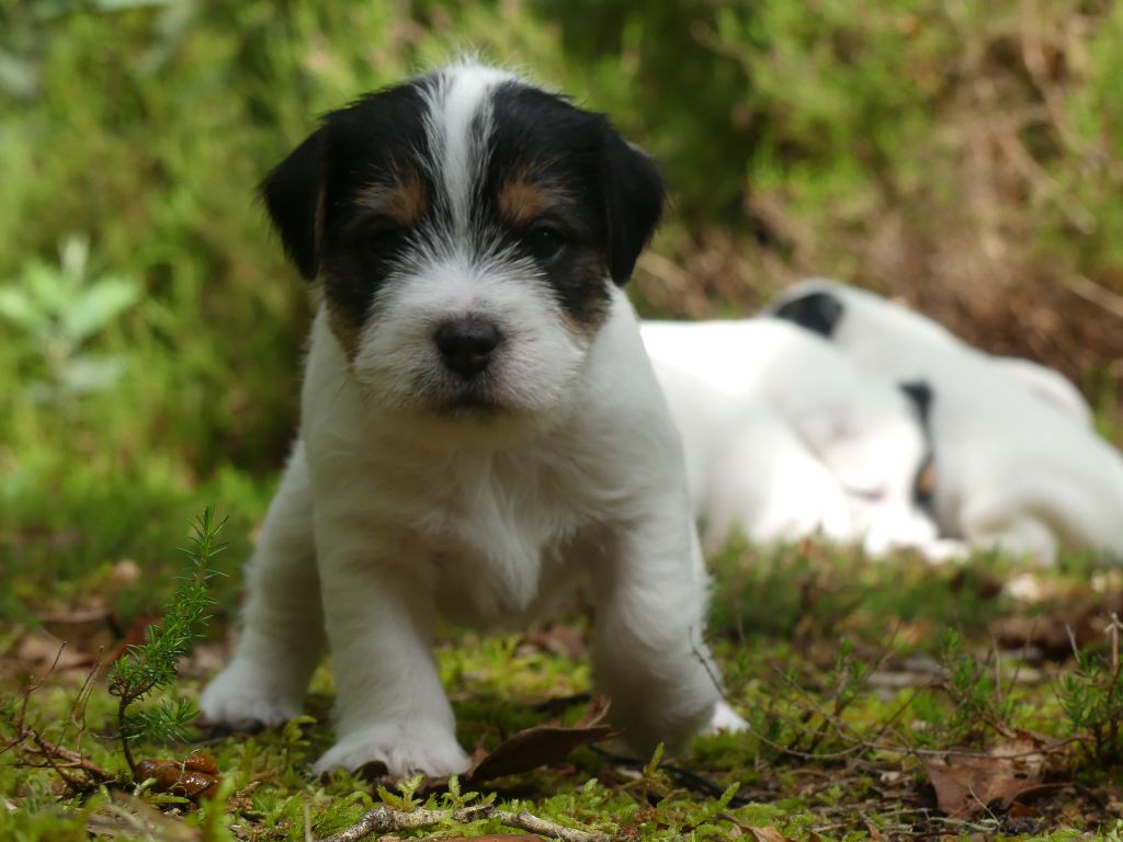 chiot Parson Russell Terrier De L'airial De Laguloup