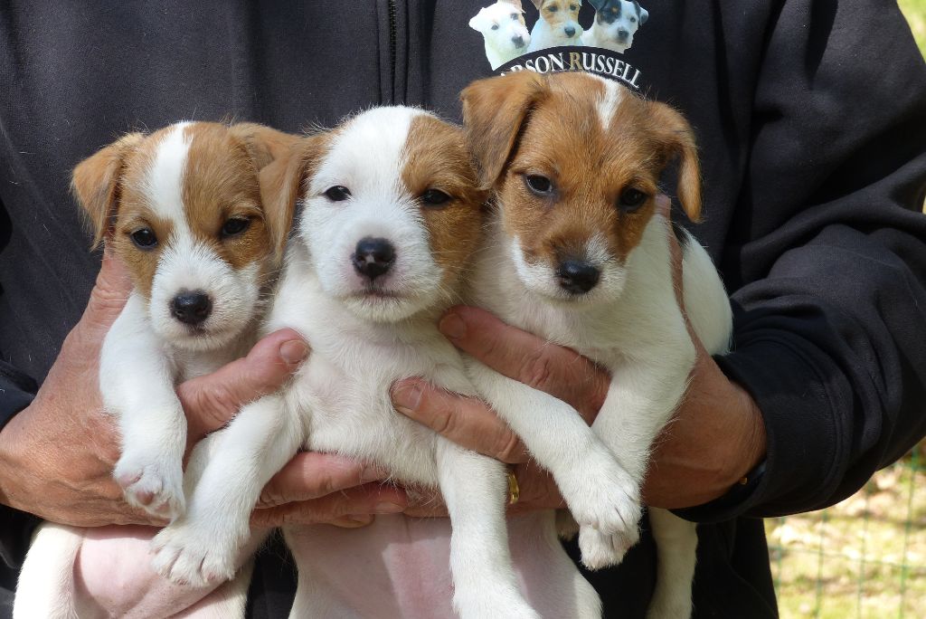 De L'airial De Laguloup - Parson Russell Terrier - Portée née le 19/03/2019