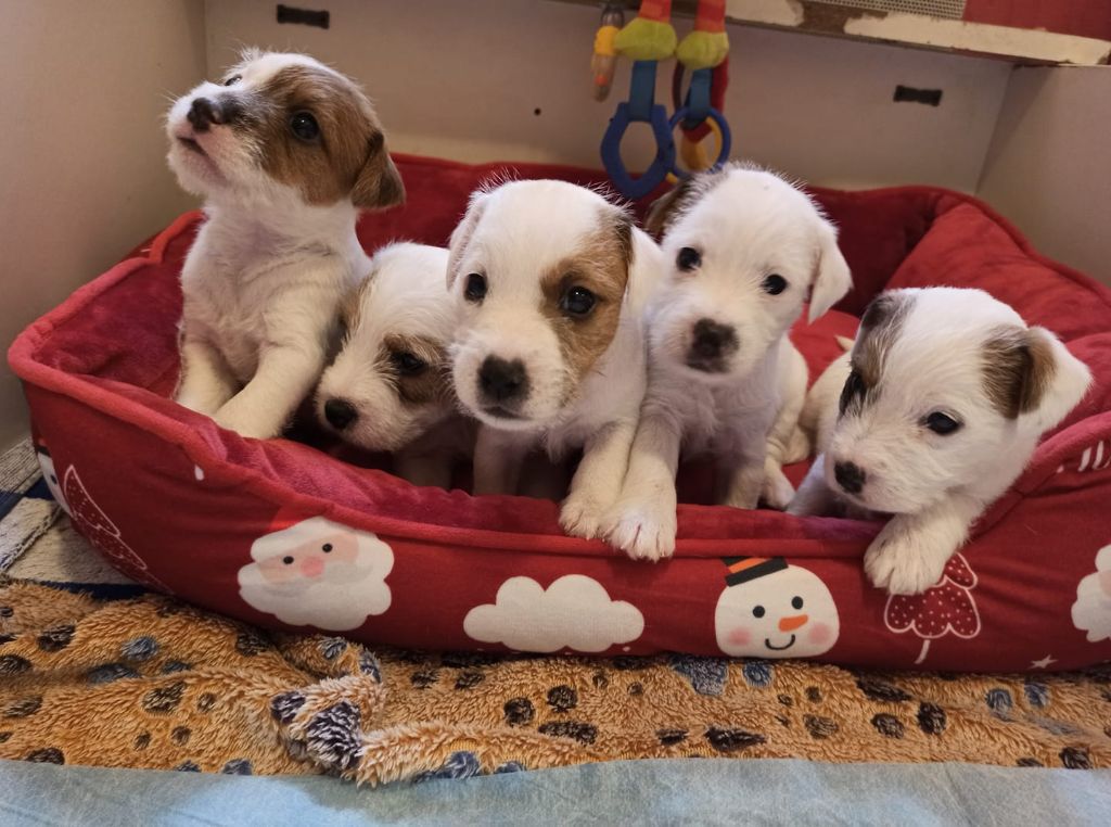 chiot Parson Russell Terrier De L'airial De Laguloup