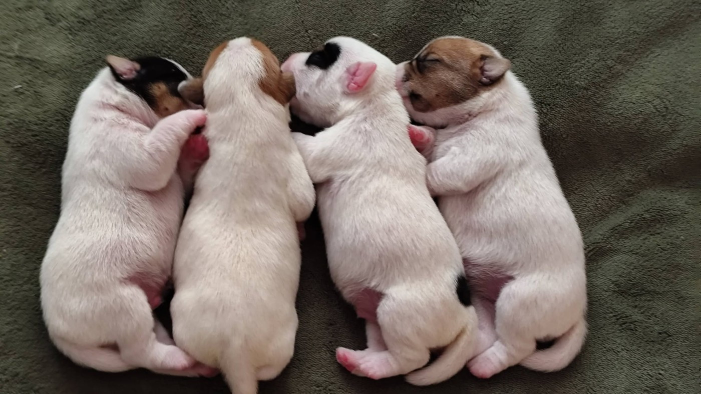 Nos chiots sont arrivés !