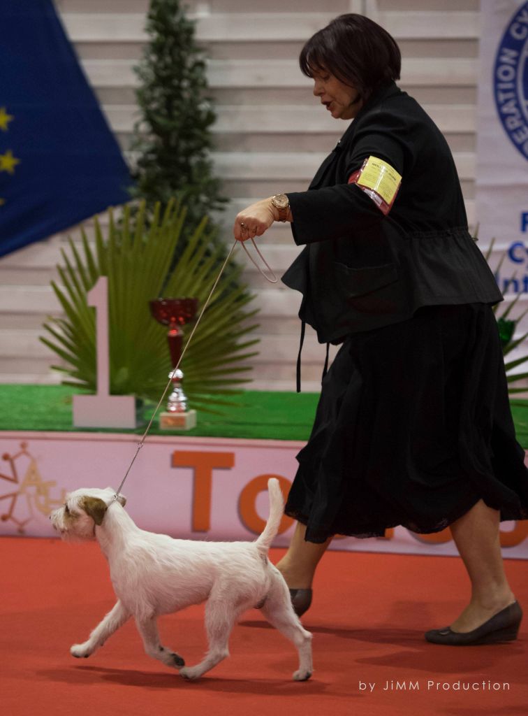 De L'airial De Laguloup - Résultats des meilleurs chiens de France Dogs Revelation