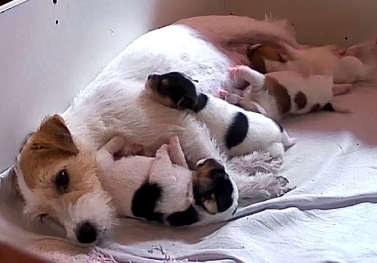 Les bébés !